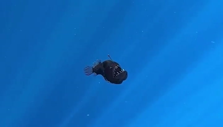 The Black Sea Devil: Unveiling the Mysteries of the Deep-Sea Anglerfish