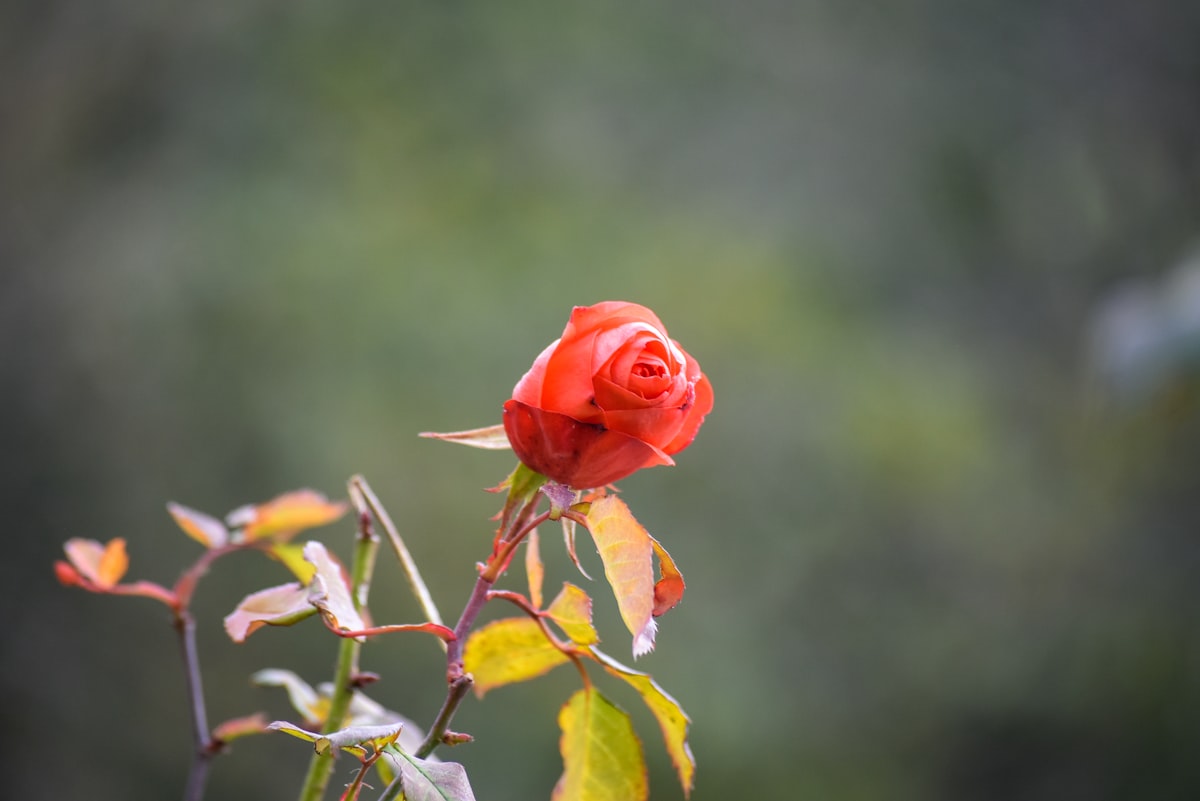Red rose in bloom symbolizing love and Valentine Day celebrations | Audaz Revista