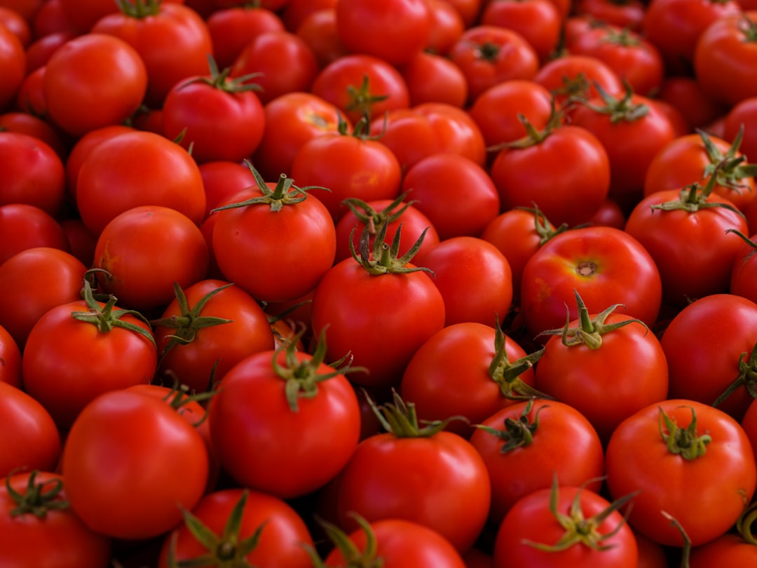 Overripe tomatoes piled high for La Tomatina festival in Buñol Spain