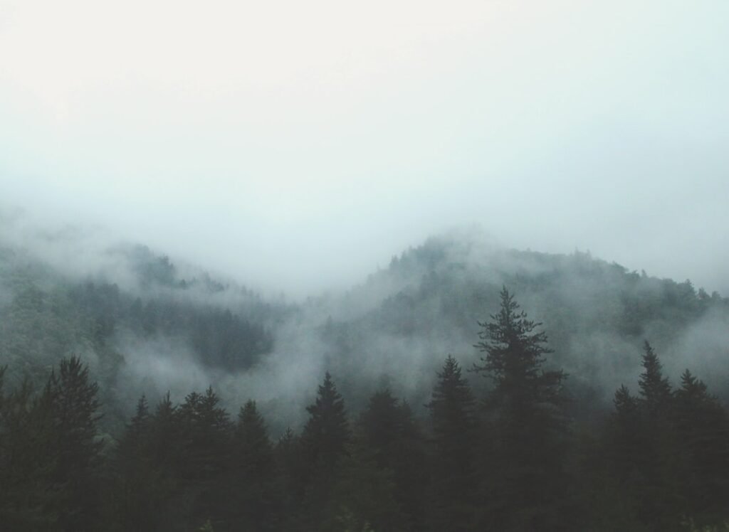 Fog drifting through a green forest, the weather morrina is named for